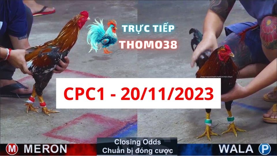 Xem đá gà CPC1 20-11-2023