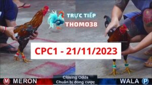 Xem đá gà CPC1 21-11-2023