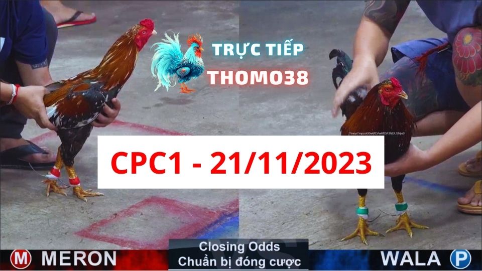 Xem đá gà CPC1 21-11-2023