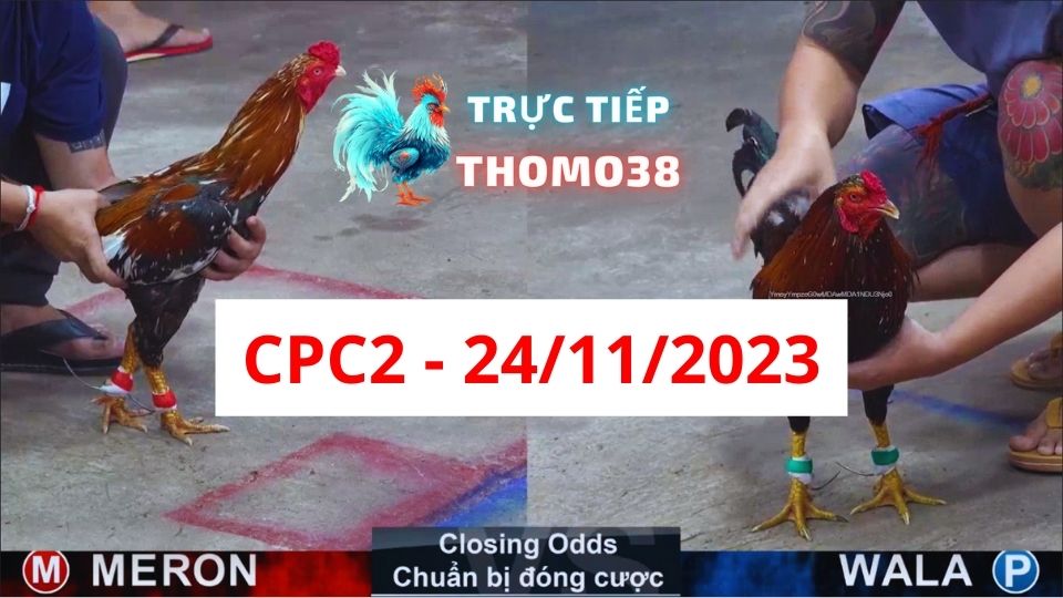 Xem đá gà CPC2 24-11-2023