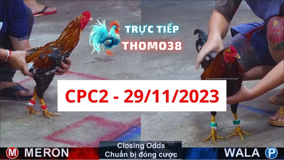 Xem đá gà CPC2 29-11-2023