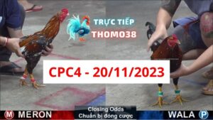 Xem đá gà CPC4 20-11-2023