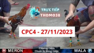 Xem đá gà CPC4 27-11-2023