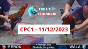 Xem đá gà CPC1 11-12-2023