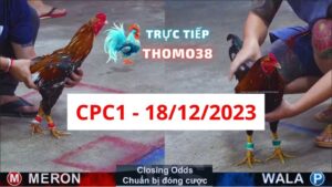 Xem đá gà CPC1 18-12-2023