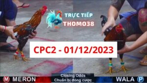 Xem đá gà CPC2 01-12-2023