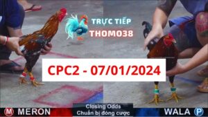 Xem đá gà CPC2 07-01-2024