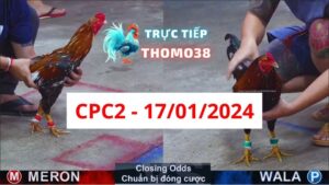 Xem đá gà CPC2 17-01-2024