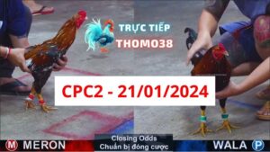 Xem đá gà CPC2 21-01-2024