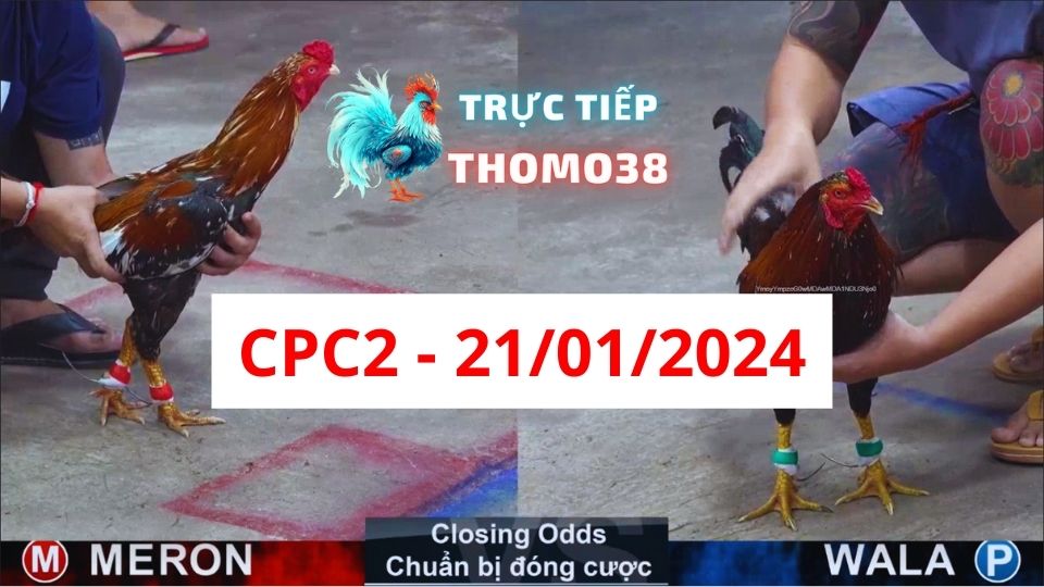 Xem đá gà CPC2 21-01-2024