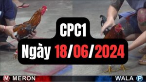 Xem đá gà CPC1 18-06-2024