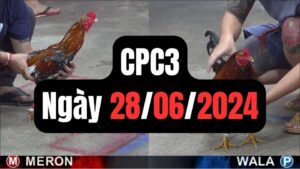 Xem đá gà CPC3 28-06-2024