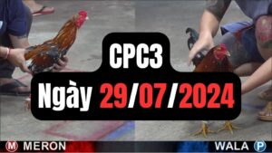 Xem đá gà CPC3 29-07-2024
