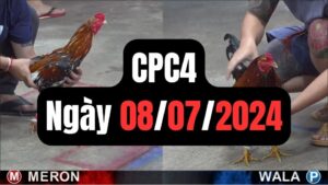 Xem đá gà CPC4 08-07-2024