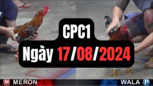 Xem đá gà CPC1 17-08-2024