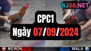 Xem đá gà CPC1 07-09-2024
