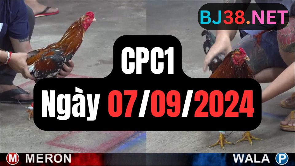 Xem đá gà CPC1 07-09-2024