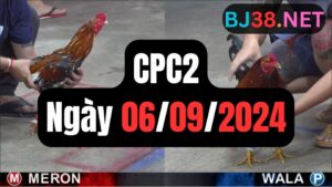 Xem đá gà CPC2 06-09-2024
