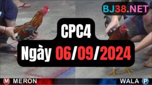 Xem đá gà CPC4 06-09-2024