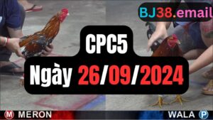 Xem đá gà CPC5 26-09-2024