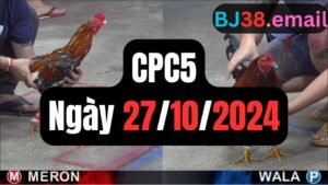 Xem đá gà CPC5 27-10-2024