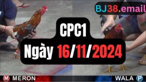 Xem đá gà CPC1 16-11-2024