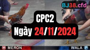 Xem đá gà CPC2 24-11-2024