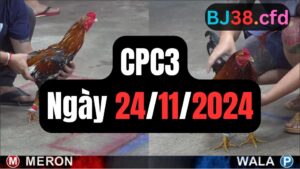 Xem đá gà CPC3 24-11-2024