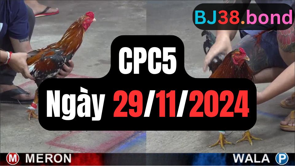 Xem đá gà CPC5 29-11-2024