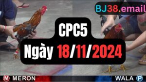 Xem đá gà CPC5 18-11-2024