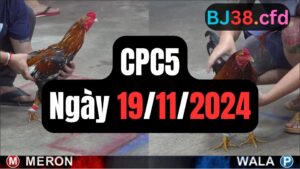 Xem đá gà CPC5 19-11-2024