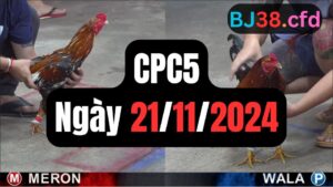 Xem đá gà CPC5 21-11-2024