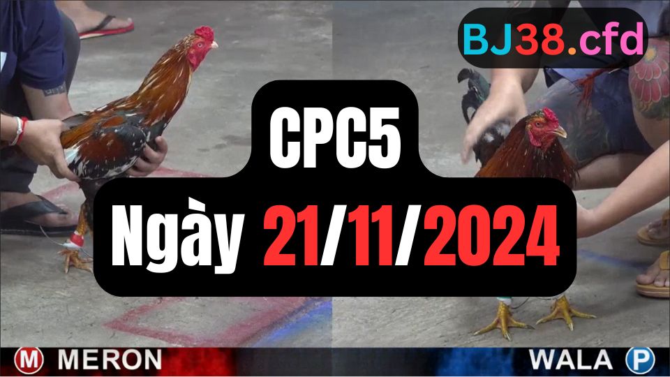 Xem đá gà CPC5 21-11-2024